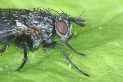 Triarthria setipennis